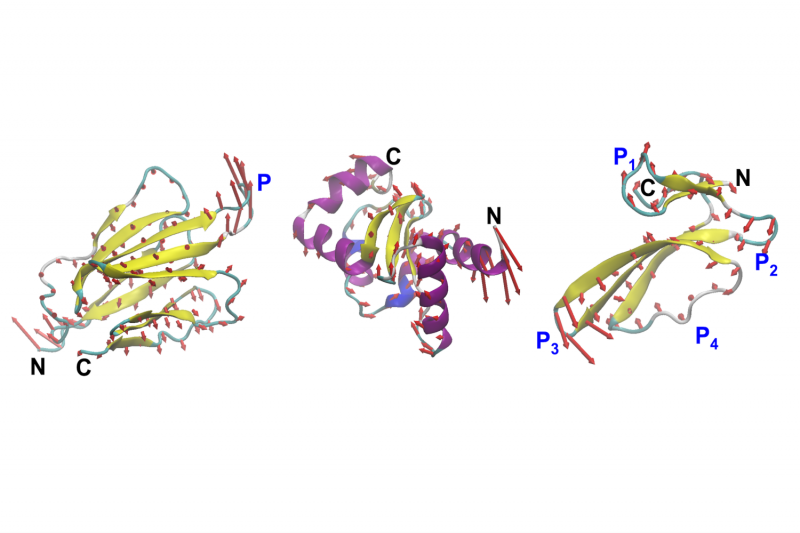 MIT Engineers Create New Proteins Based on Their Motion