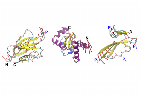 MIT Engineers Create New Proteins Based on Their Motion