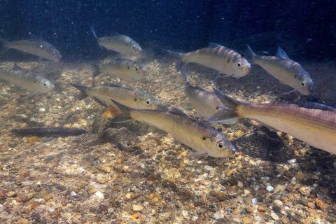 Enhancing Fish Monitoring with Computer Vision Technology
