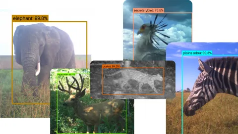 Open-source AI model SpeciesNet aids wildlife conservation efforts