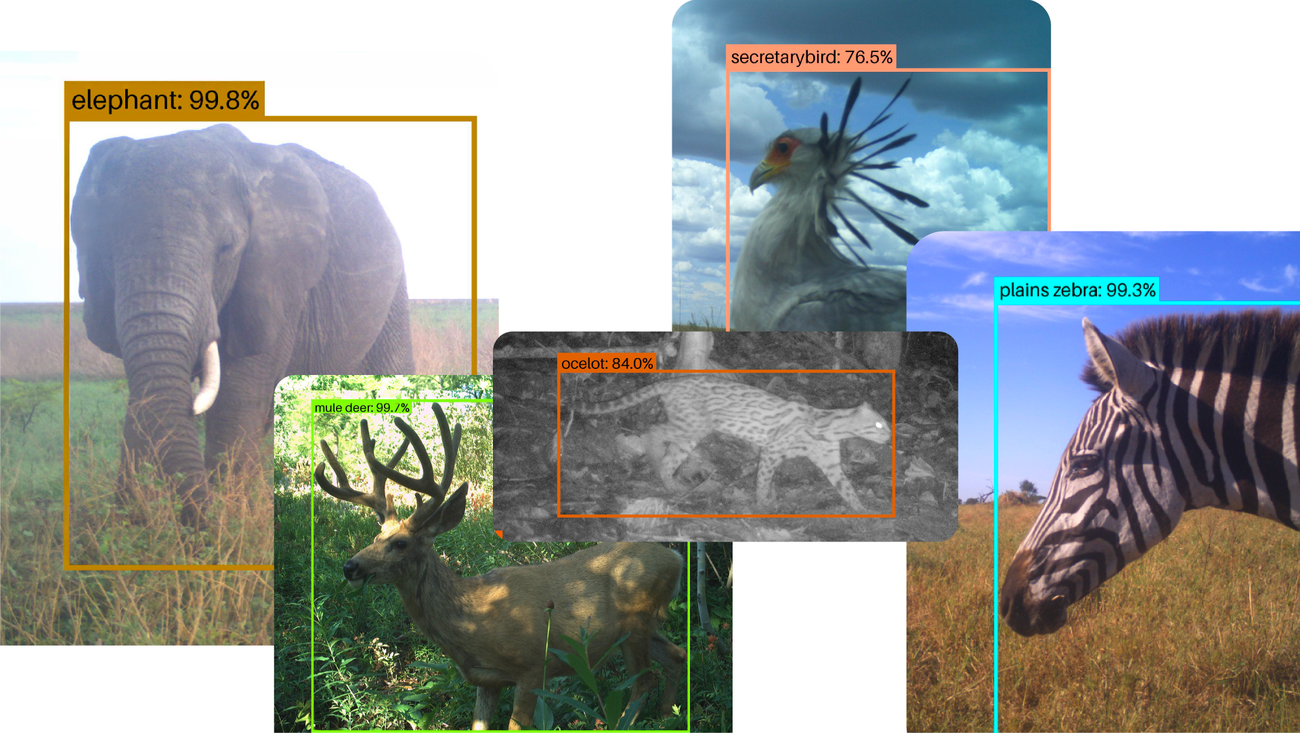 Open-source AI model SpeciesNet aids wildlife conservation efforts