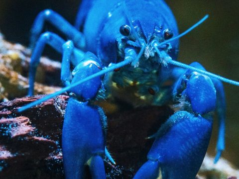 KiloClaw Governs Autonomous Agents and Shadow AI