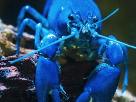 KiloClaw Governs Autonomous Agents and Shadow AI